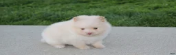Pomeranian dogs for sale: Teddy  - Ad 4