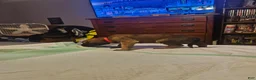 English Mastiff dogs for sale: English Mastiff 5 - Ad 4