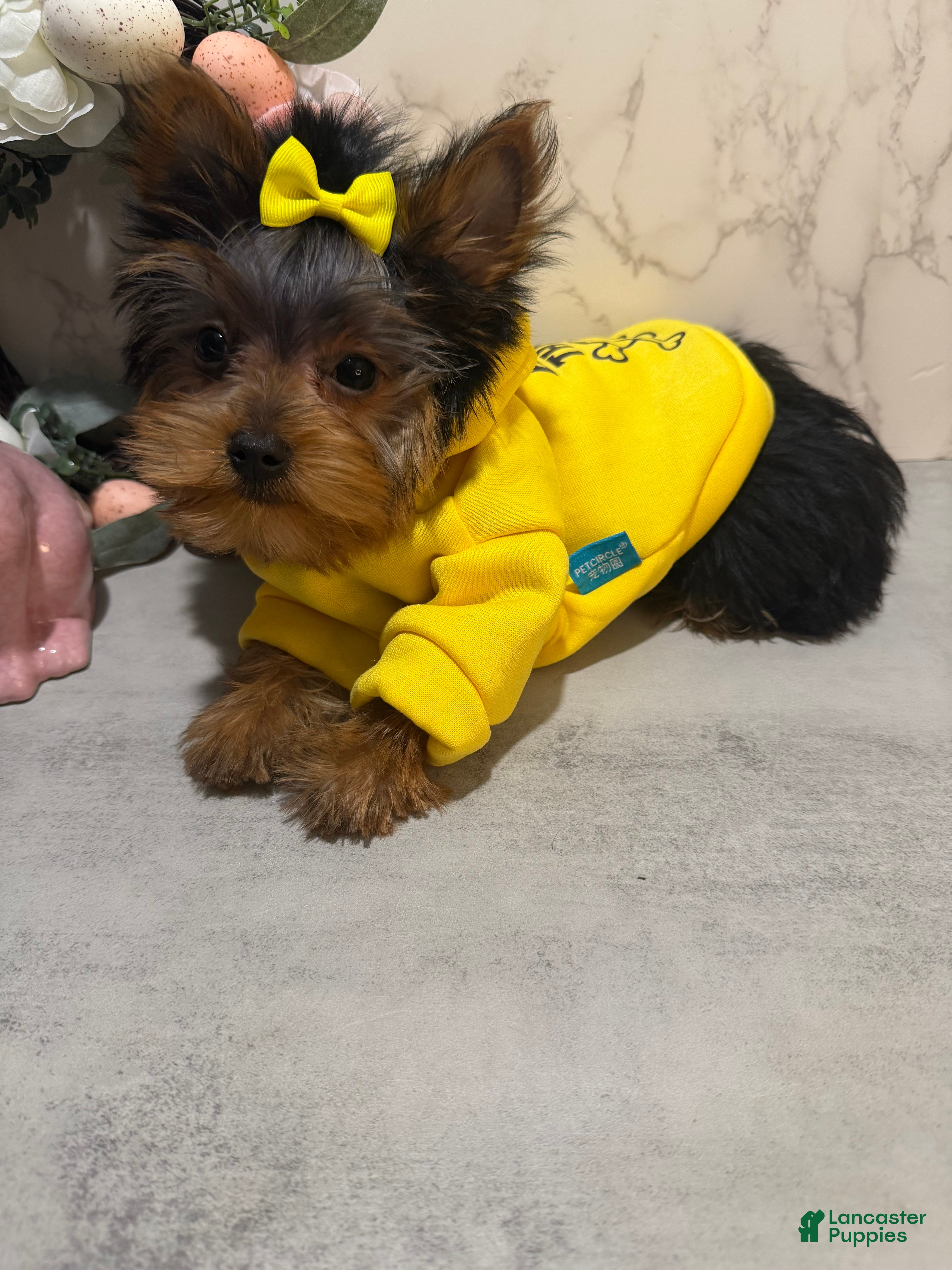 Yorkshire Terrier dogs Jack SALE - Ad 2