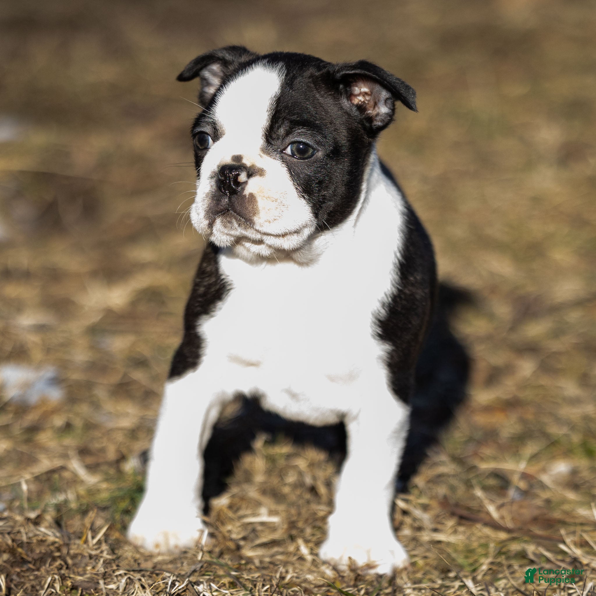 Boston Terrier dogs Ryan a Boston Terrier Puppy  - Ad 2