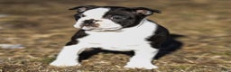 Boston Terrier dogs for sale: Ryan a Boston Terrier Puppy  - Ad 2