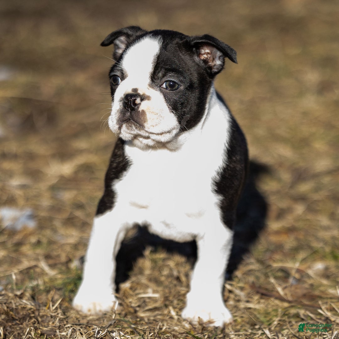 Boston Terrier dogs for sale: Ryan a Boston Terrier Puppy  - Ad 2