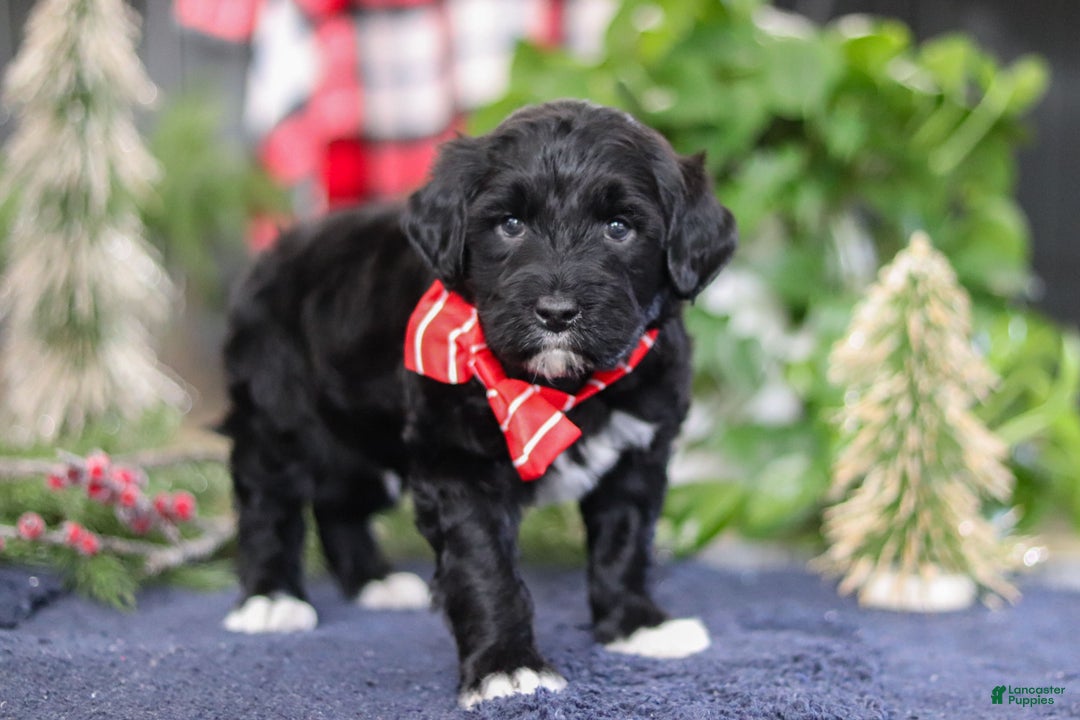 Portuguese Water Dog dogs for sale: Tristan - Ad 4