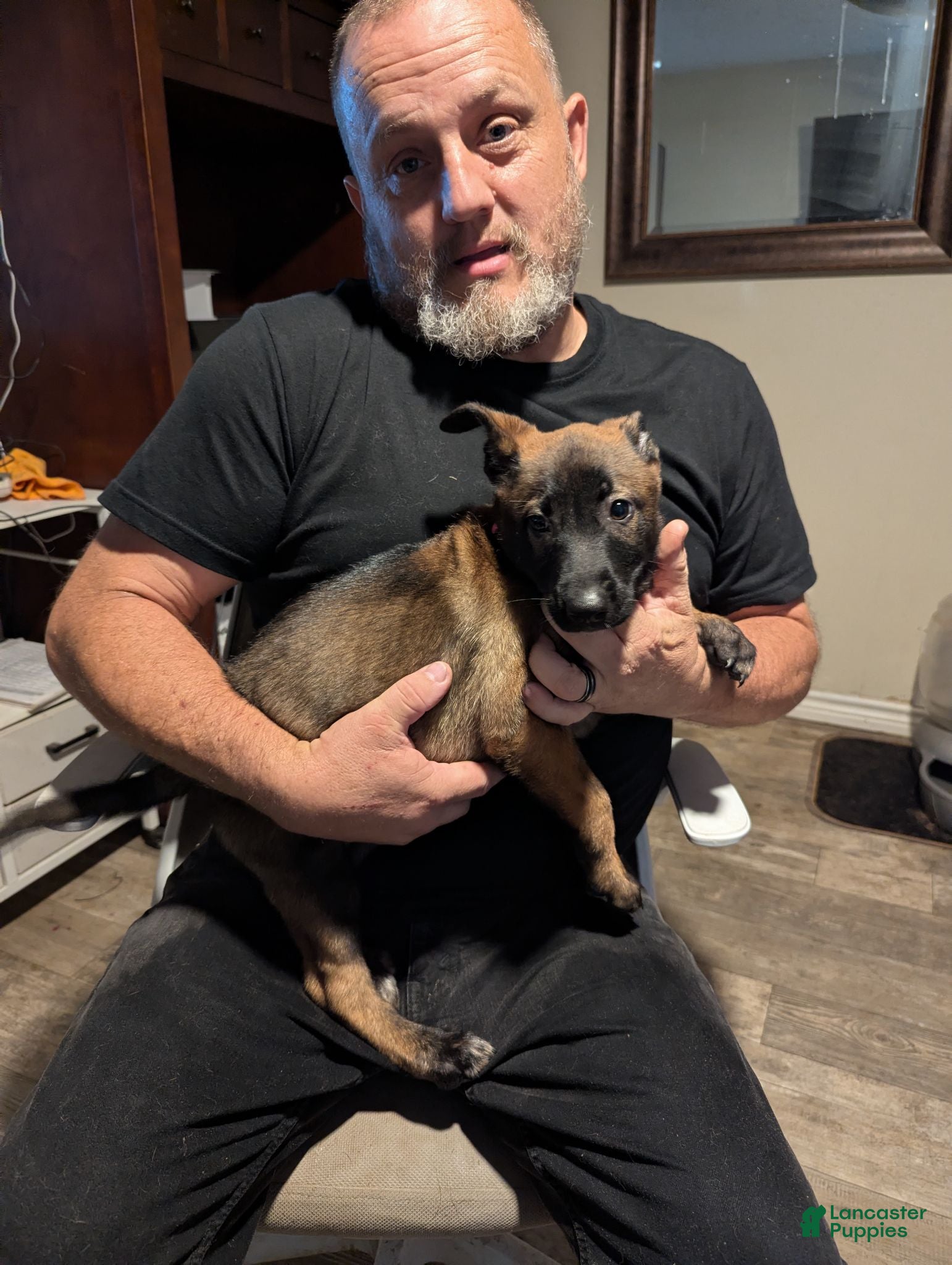 Belgian Malinois dogs Aceitha (pink collar) - Ad 1