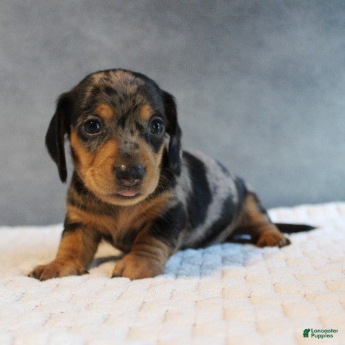 Miniature Dachshund dogs for sale: Stetson - Ad 2