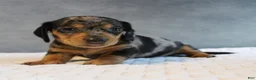 Miniature Dachshund dogs for sale: Stetson - Ad 2
