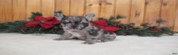 French Bulldog dogs for sale: AKC Delight - Ad 1