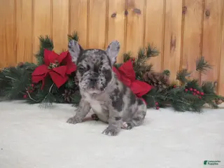 French Bulldog dogs AKC Delight - Ad 3