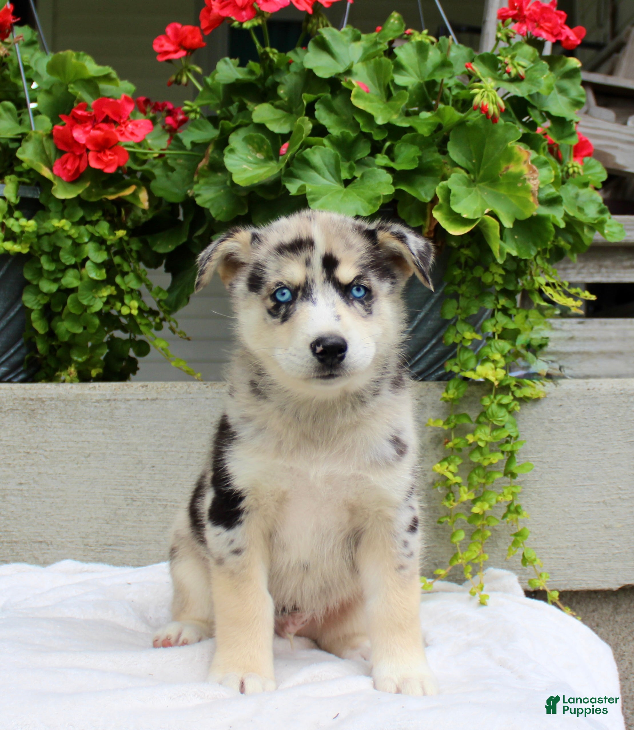 Mixed Breed dogs Lindor  - Ad 2