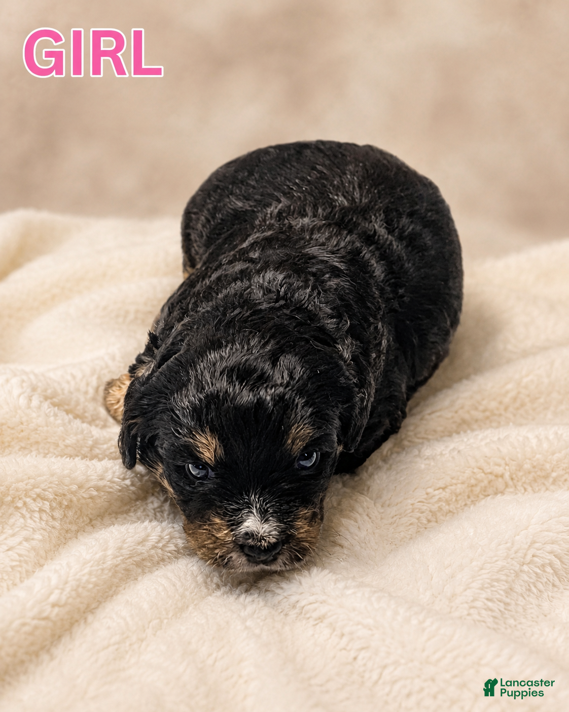 Mini Bernedoodle dogs for sale: Mini Bernedoodle 6 - Ad 2