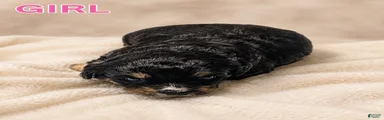 Mini Bernedoodle 6
