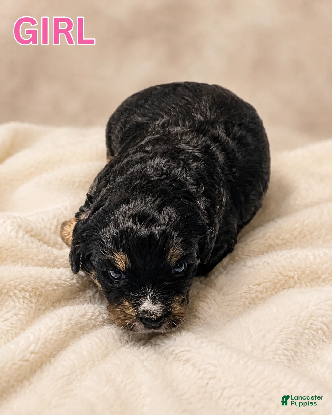 Mini Bernedoodle dogs for sale: Mini Bernedoodle 6 - Ad 1