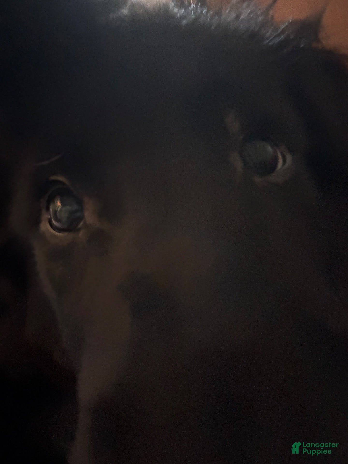 Mixed Breed dogs Aries - Ad 29