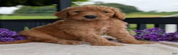 Goldendoodle dogs for sale: Parker - Ad 18