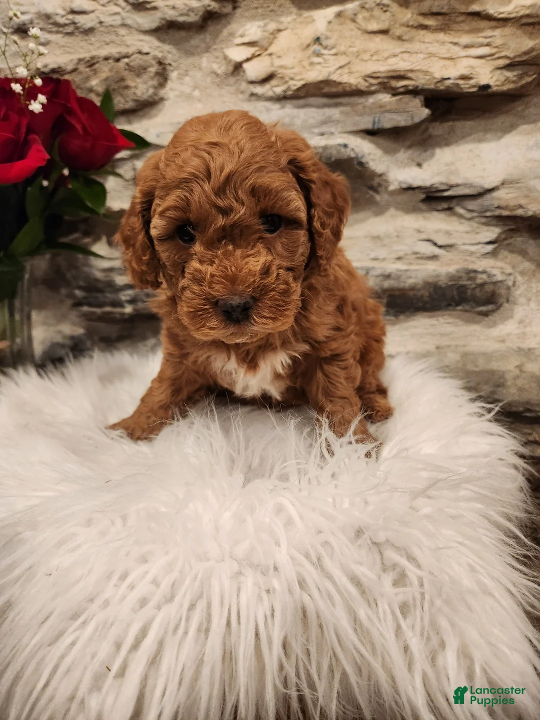 Mini Bernedoodle dogs for sale: CARAMEL - MINI BERNEDOODLE LOVELY PUPPY (RICHLAND, PA) - F1BB - Ad 2