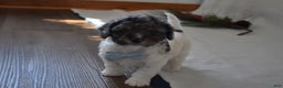 Cavachon dogs for sale: Nicholas  - Ad 3
