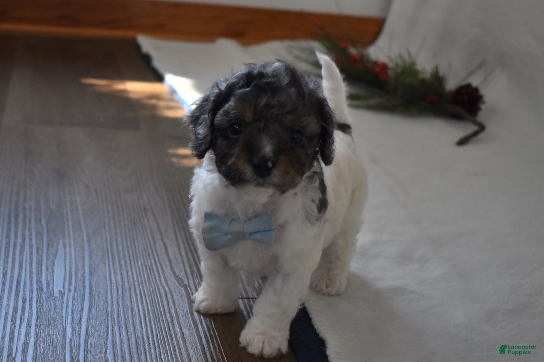 Cavachon dogs for sale: Nicholas  - Ad 3