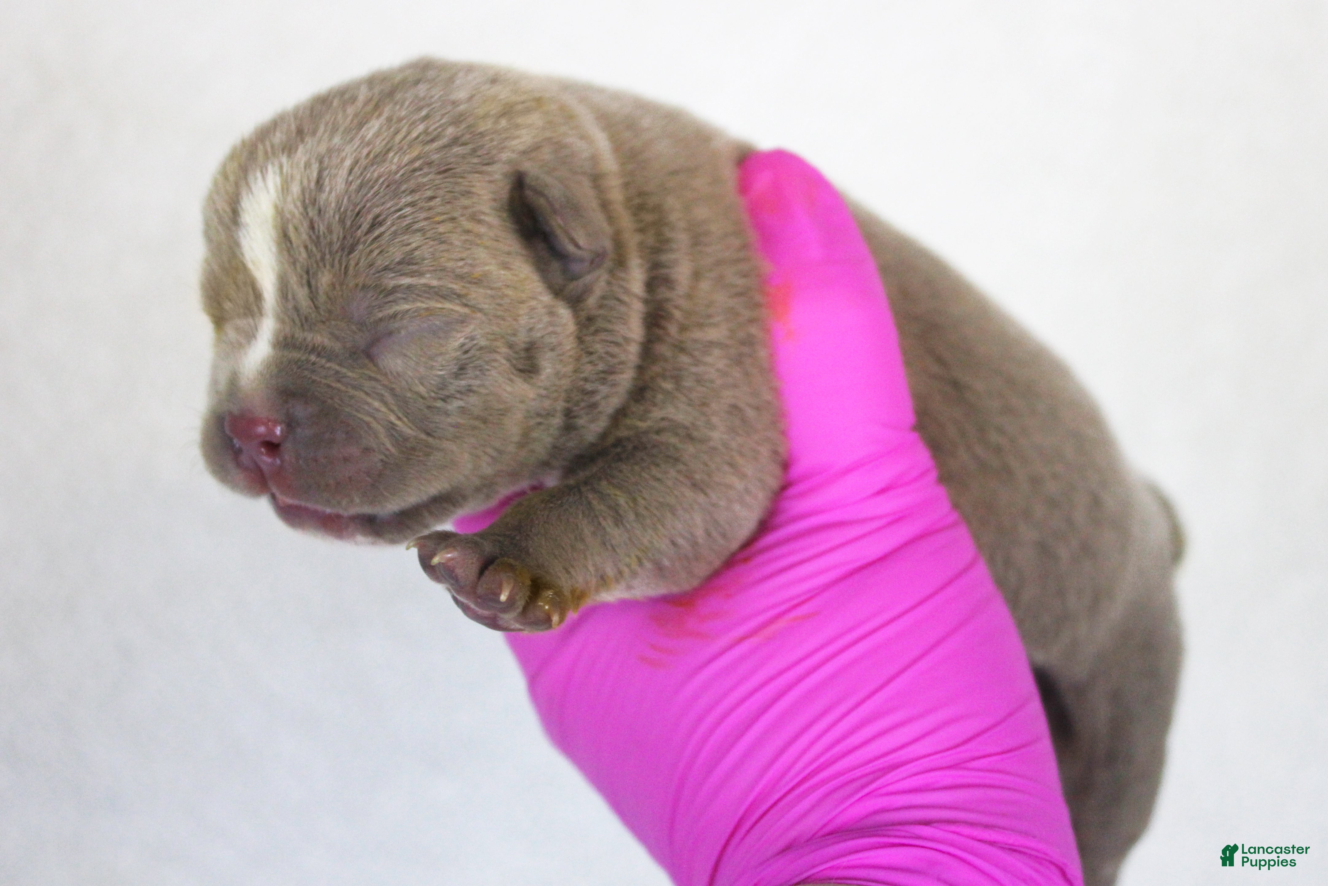 American Bully dogs Lilac Male - Ad 1