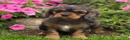 Cavalier King Charles Spaniel dogs for sale: Brody - Ad 3