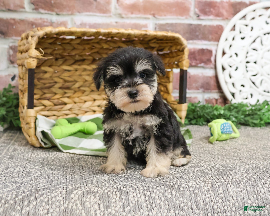 Miniature Schnauzer dogs for sale: Eduardo  - Ad 4