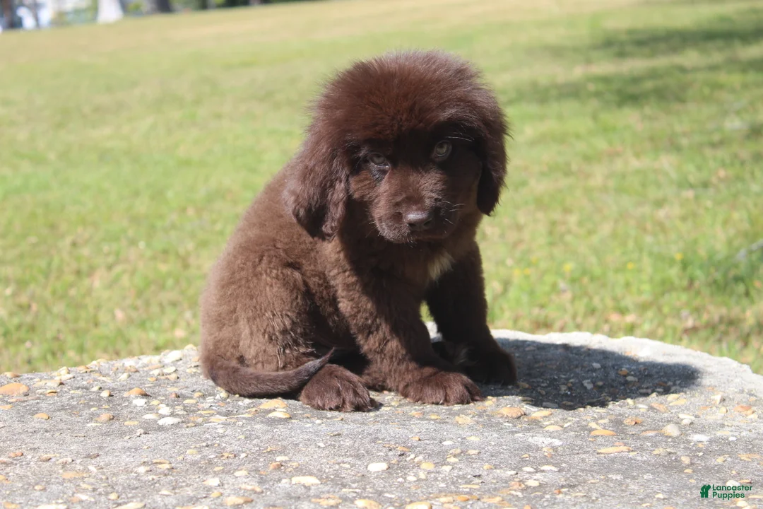 Newfoundland dogs for sale: Scout - Ad 2