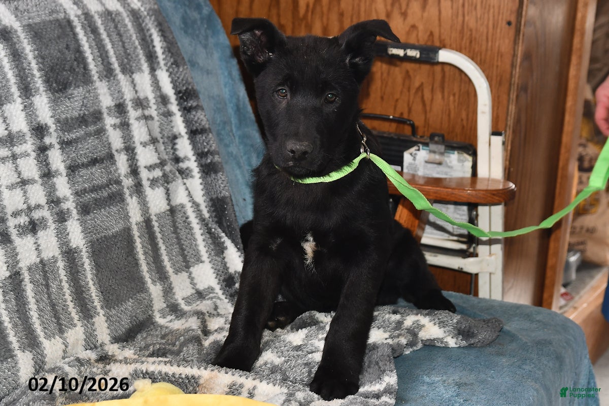 Belgian Malinois dogs Leo - Ad 8