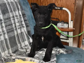 Belgian Malinois dogs Leo - Ad 8