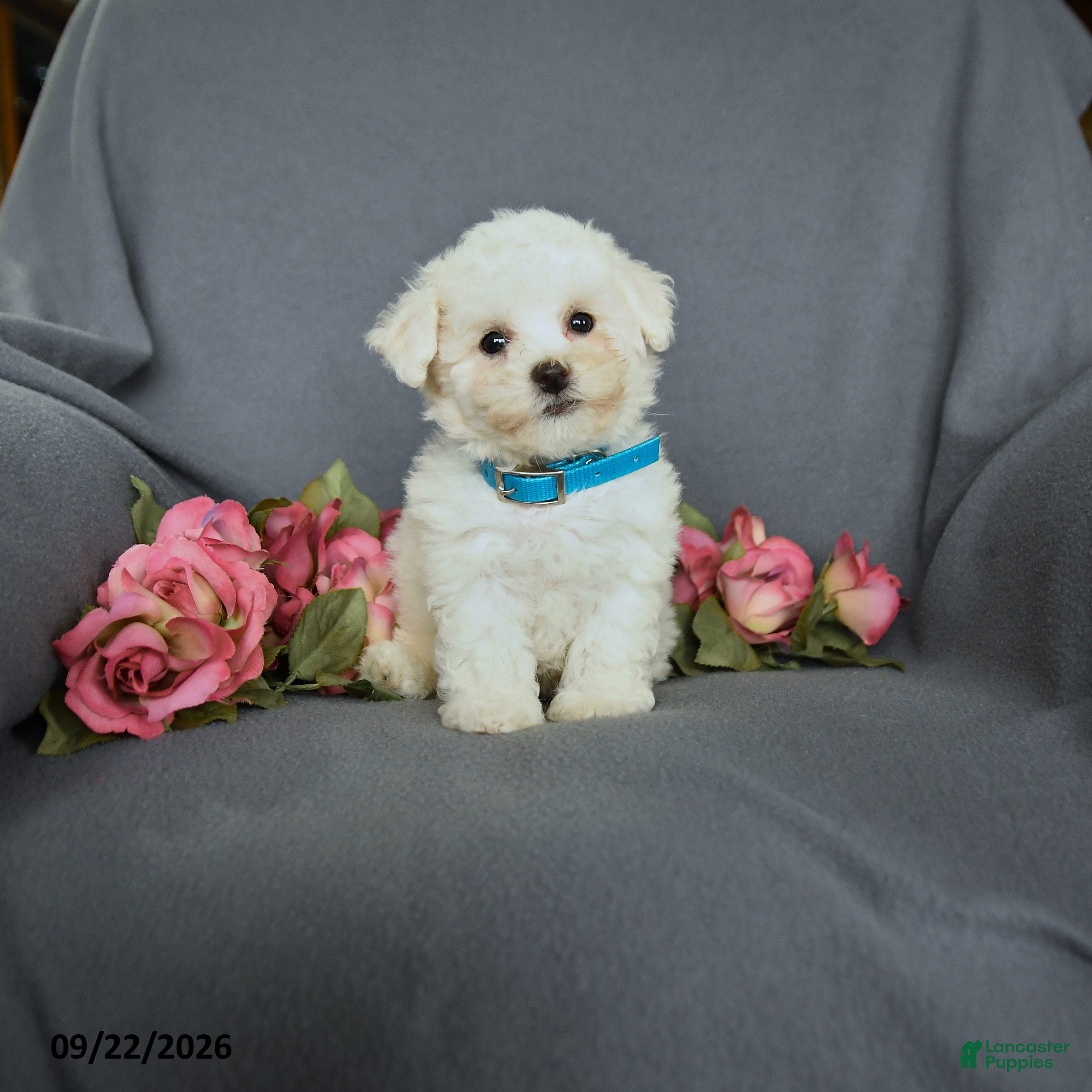 Bichon Frise dogs for sale: Lila  - Ad 3