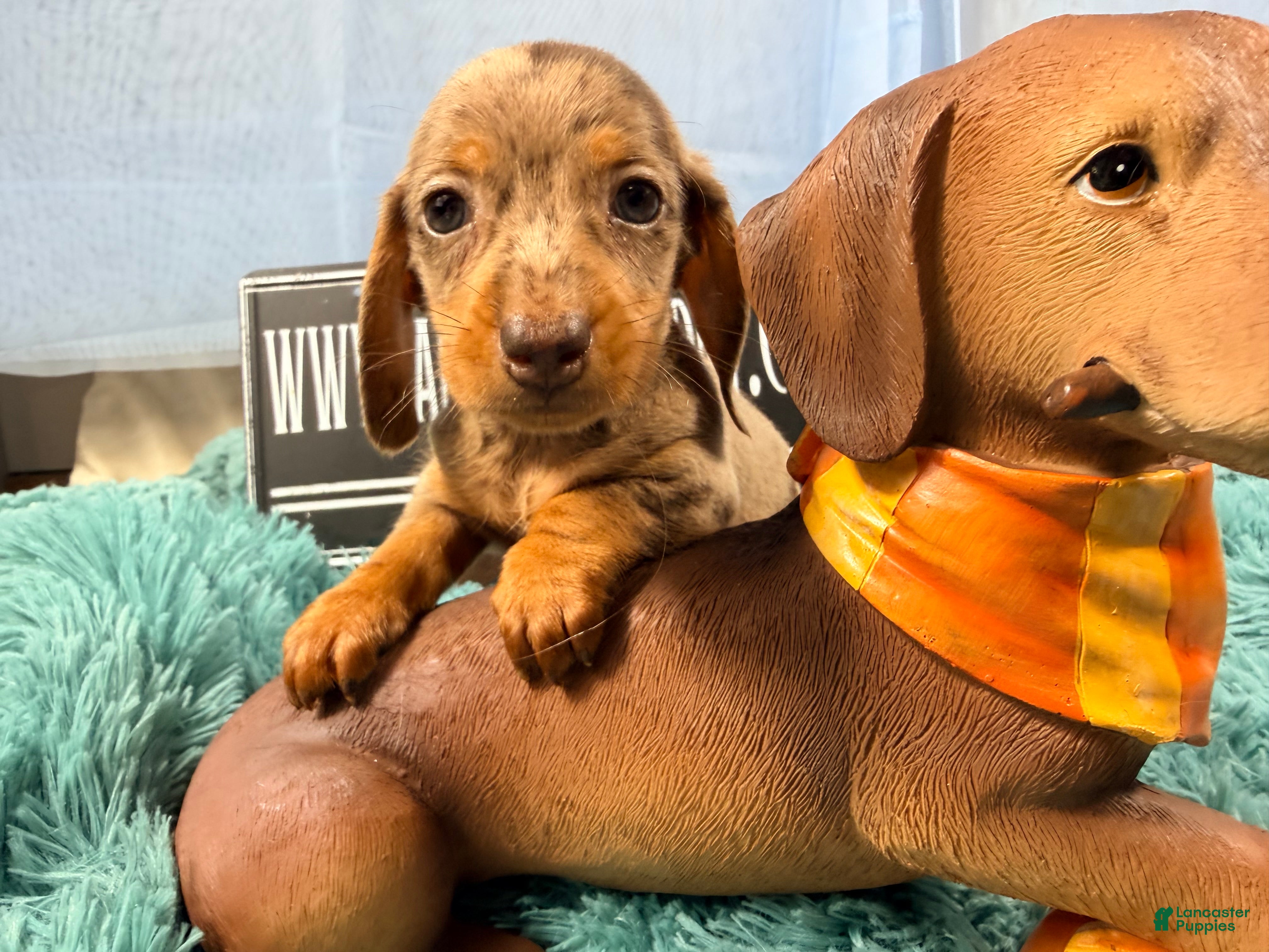 Miniature Dachshund dogs Champion bred import smooth dapple - Ad 23