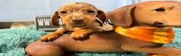 Miniature Dachshund dogs for sale: Champion bred import smooth dapple - Ad 1