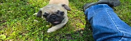 Pug dogs for sale: Davy - Ad 7