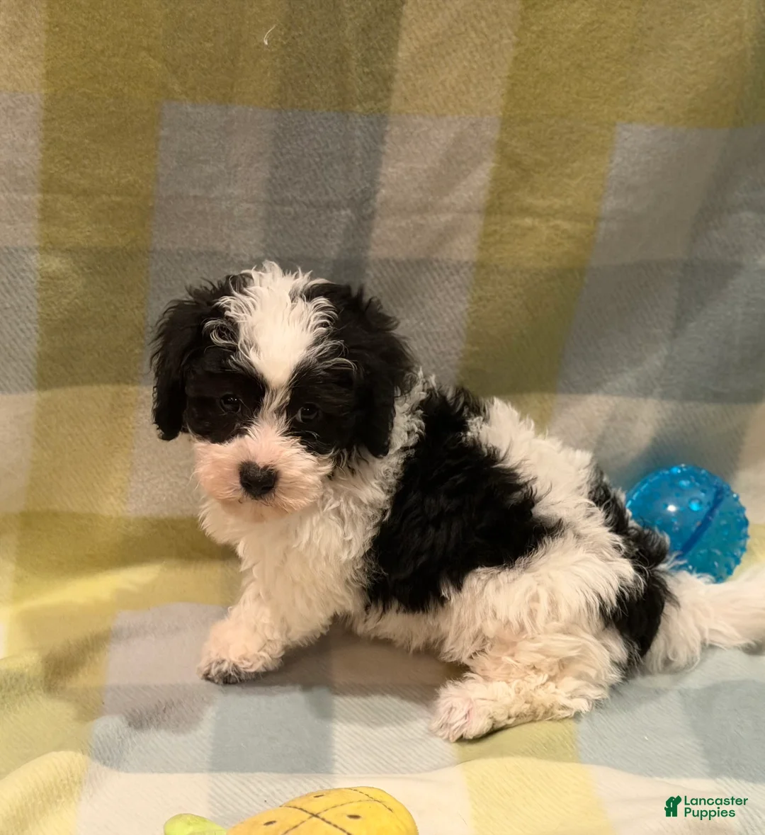 Havapoo dogs for sale: Havapoo Billy - Ad 4