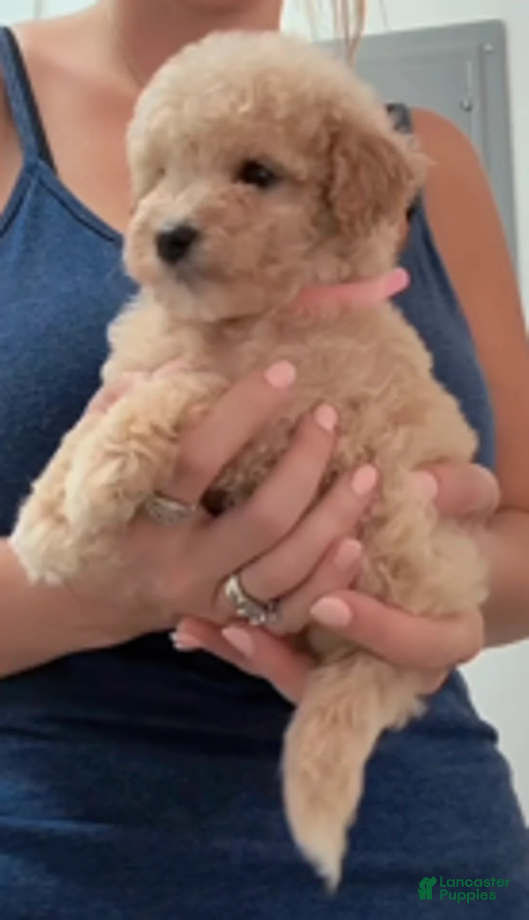 Double Doodle dogs for sale: Girl #3 - Ad 1