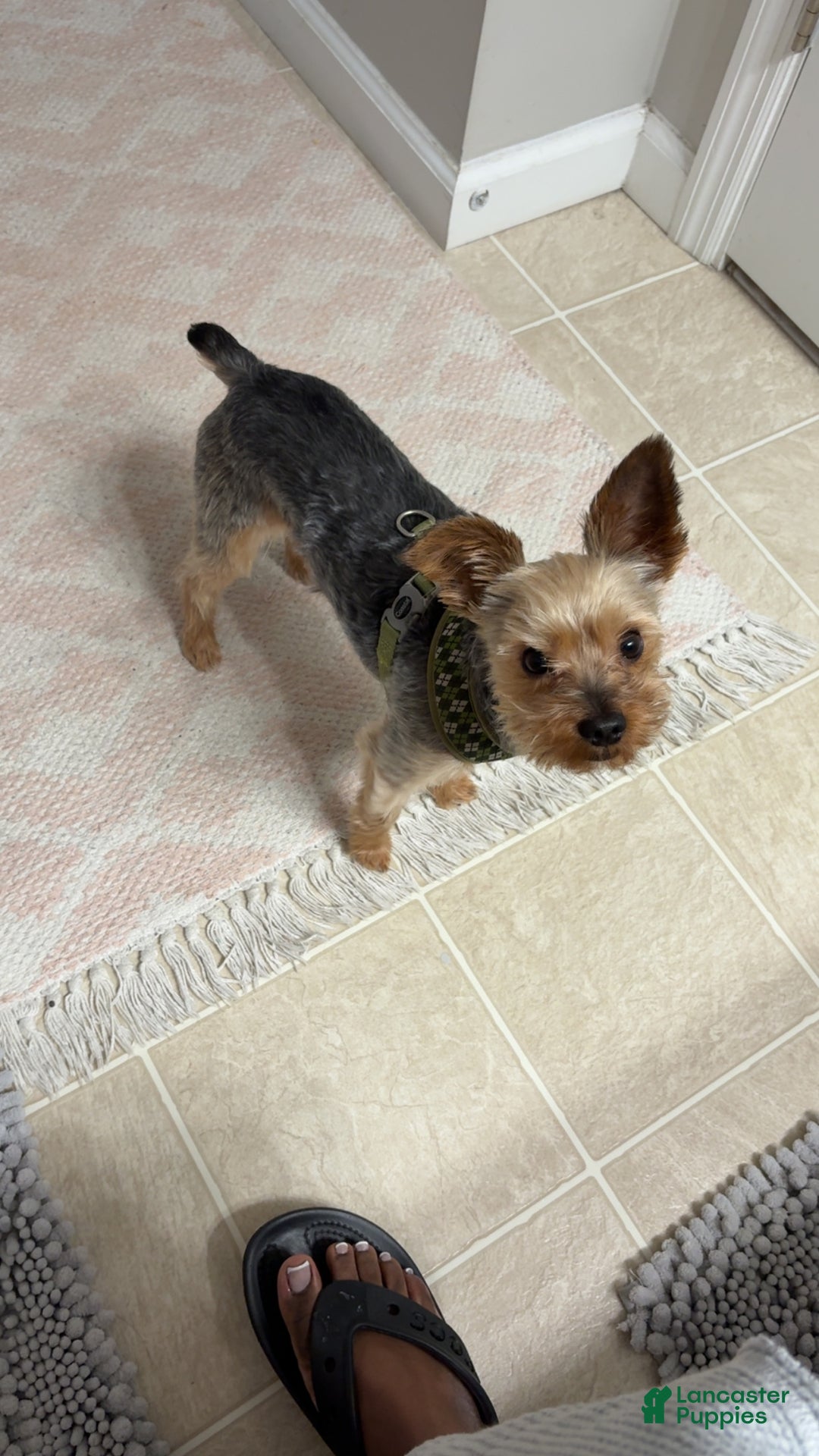 Yorkshire Terrier dogs for stud: Yorkie Stud - Ad 4