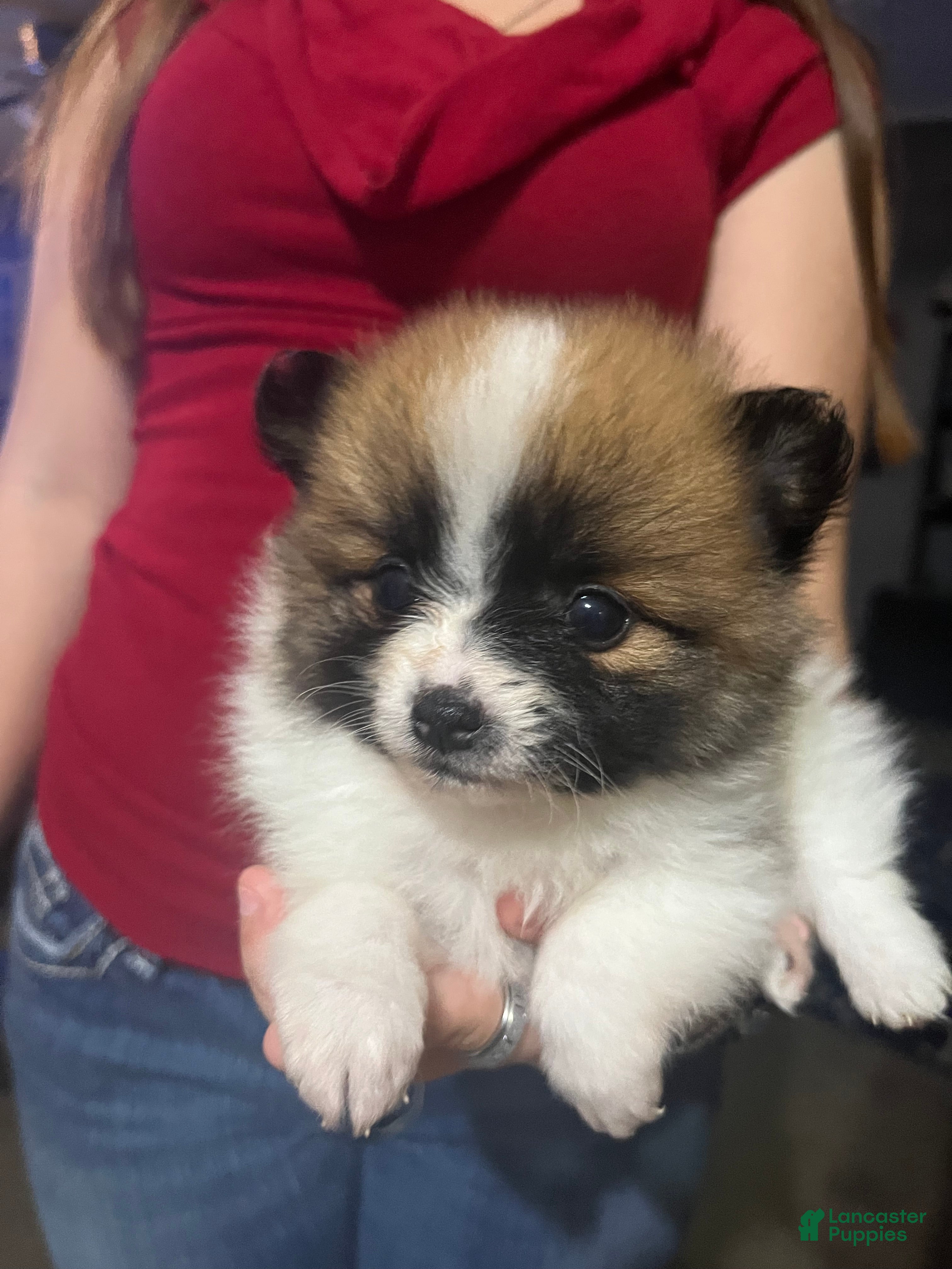 Pomeranian dogs Pomeranian Puppy 1 - Ad 2