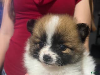 Pomeranian dogs Pending - Ad 2