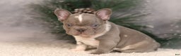 French Bulldog dogs for sale: Baxter - Ad 4