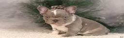 French Bulldog dogs for sale: Baxter - Ad 4