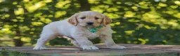 Mixed Breed dogs for sale: Jett - Ad 5