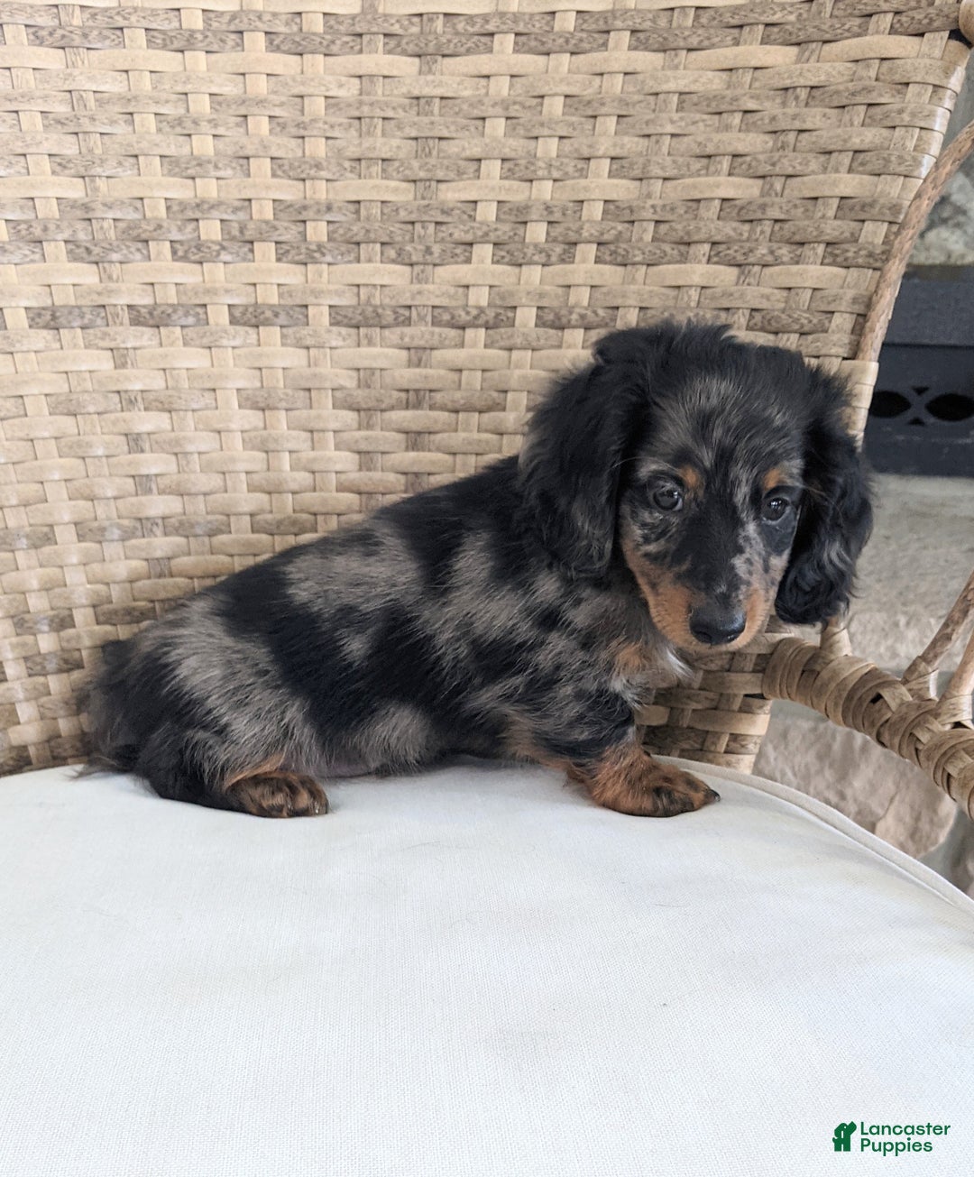 Miniature Dachshund dogs for sale: Frankie  - Ad 10