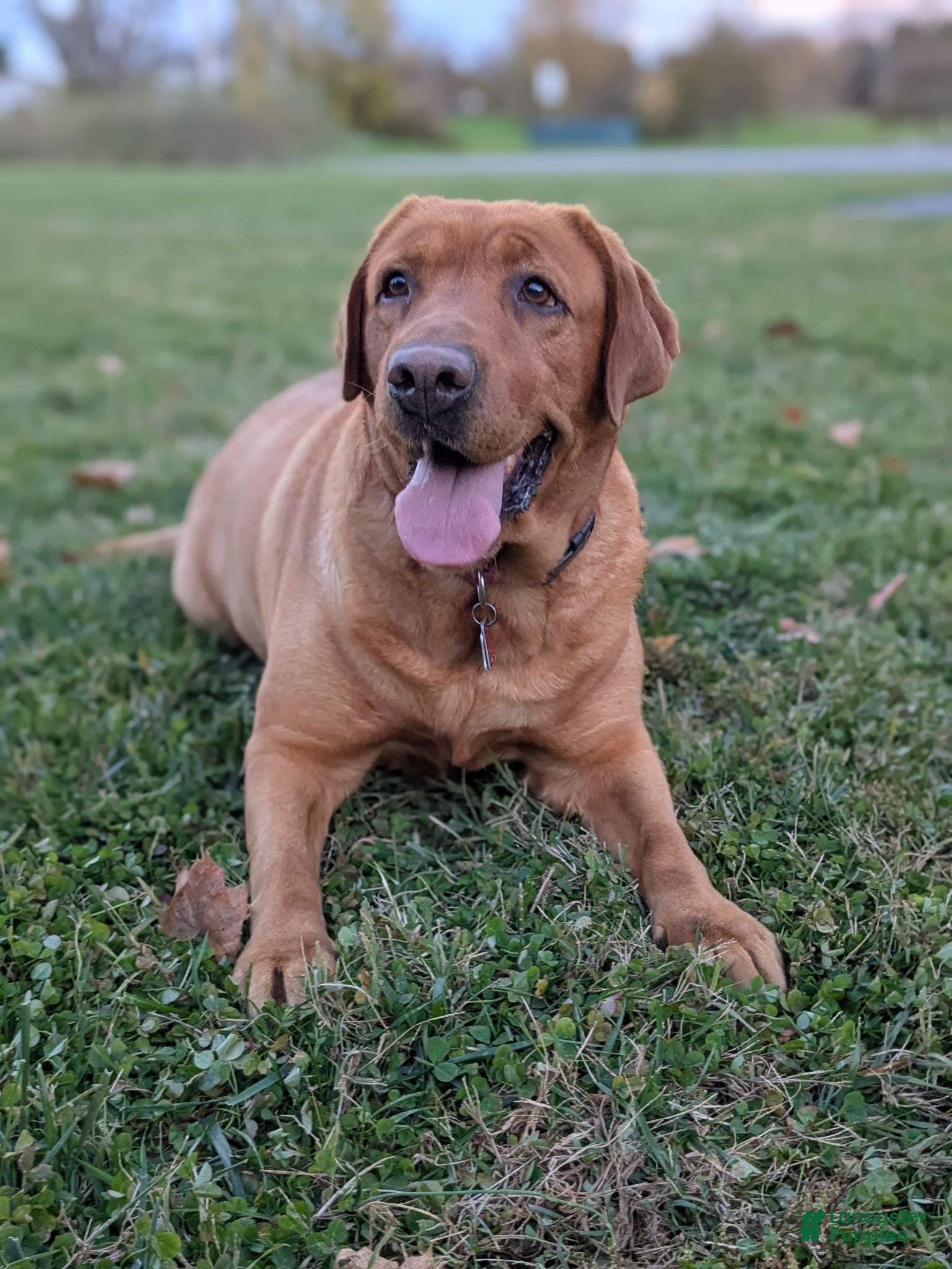 Labrador Retriever dogs Ginger - Ad 2