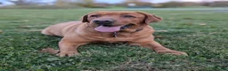 Labrador Retriever dogs for sale: Maggie - Ad 2