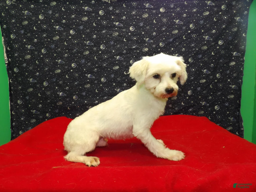 Maltese dogs for sale:  Ceal - Ad 7