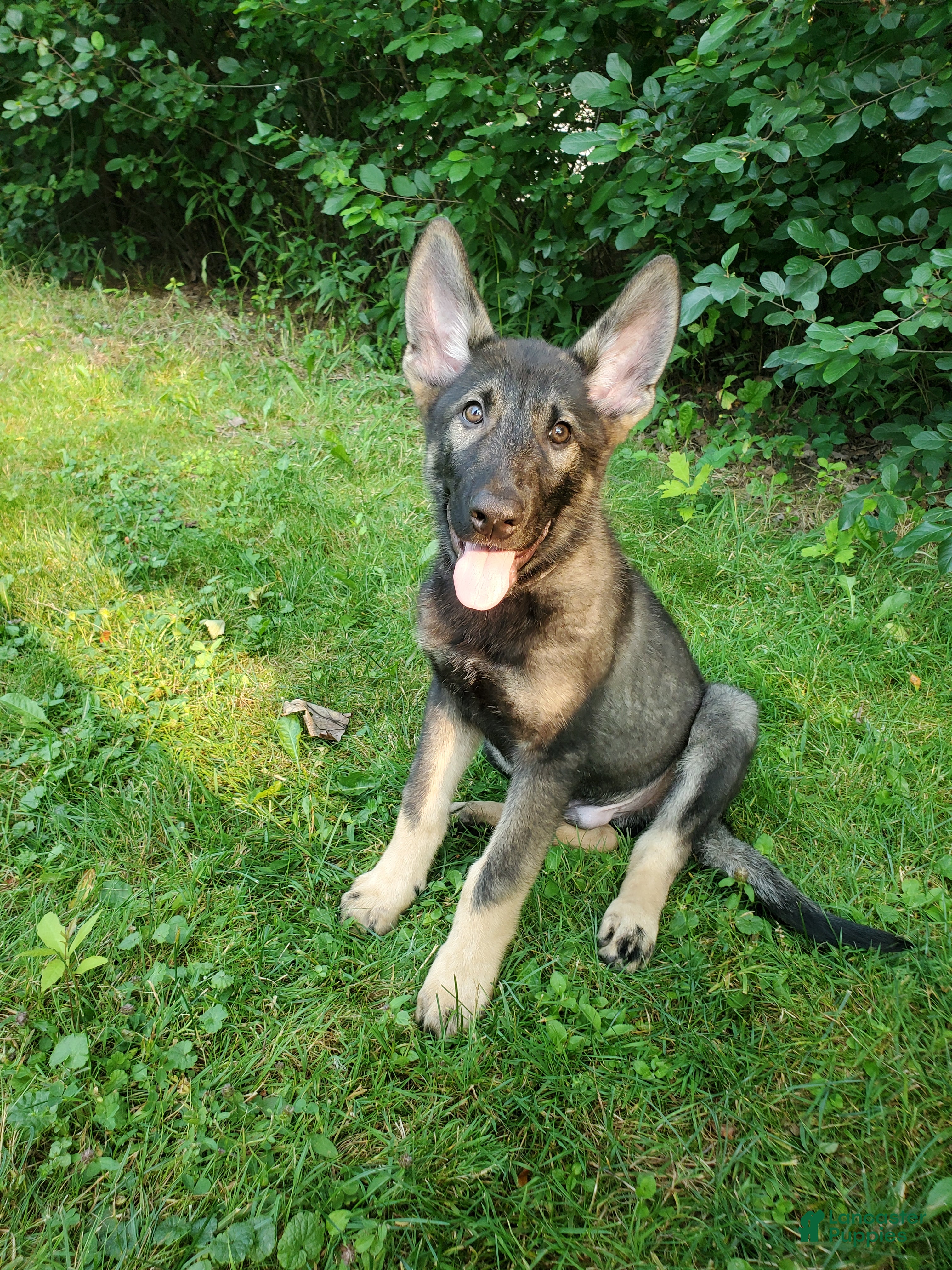 Mixed Breed dogs for sale: Odin - Ad 3