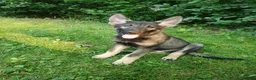 Mixed Breed dogs for sale: Odin - Ad 1