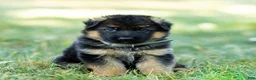 German Shepherd dogs for sale: Zeus - Ad 5