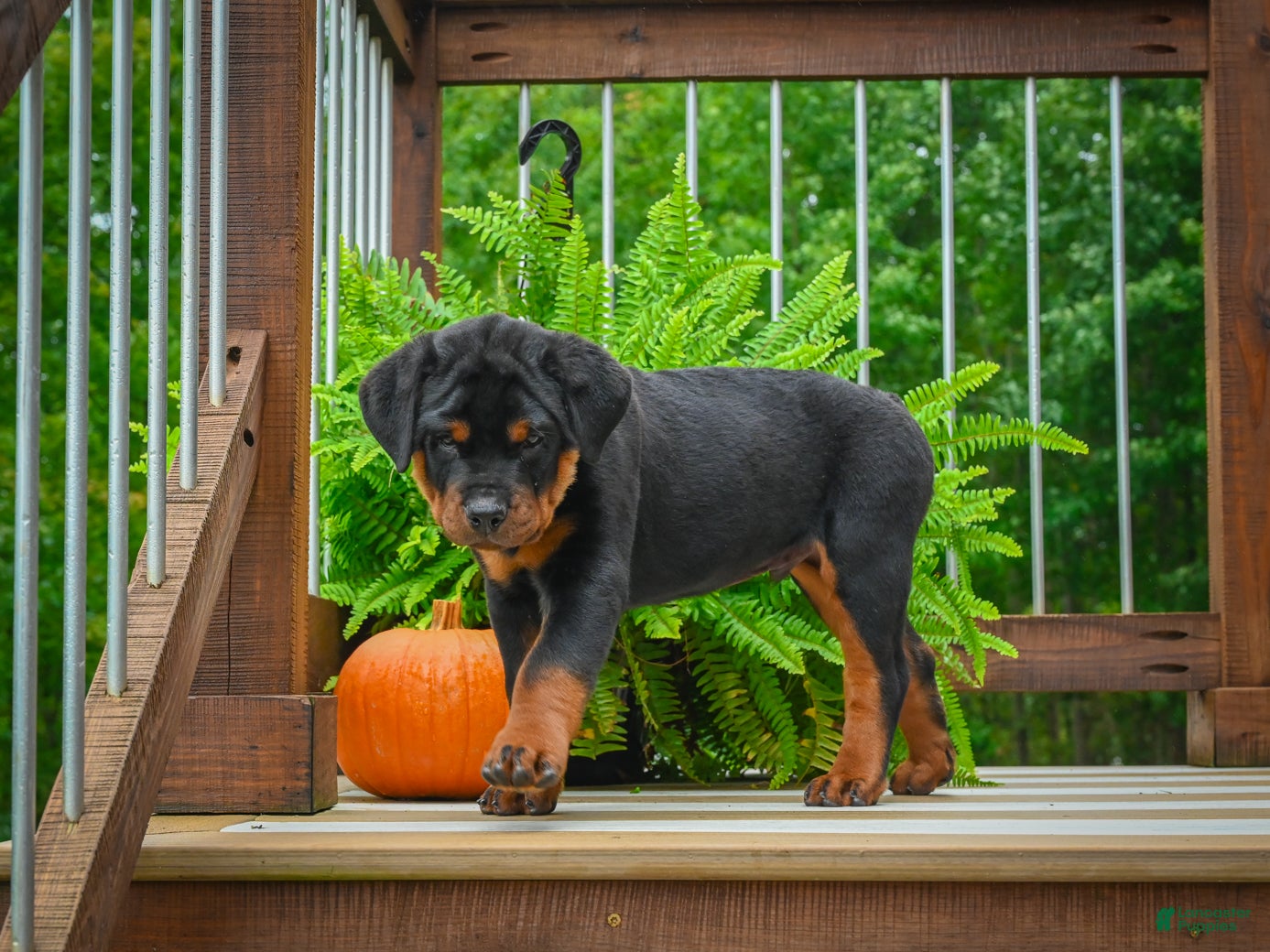 Rottweiler dogs Baron🐾💙 - Ad 2