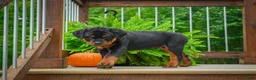 Rottweiler dogs for sale: Baron🐾💙 - Ad 2