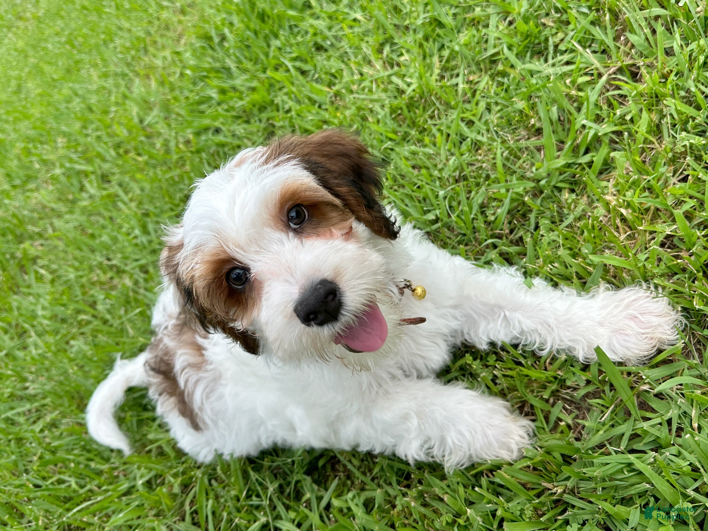 Mini Bernedoodle dogs Stone-Golden Mountain Doodle - Ad 2