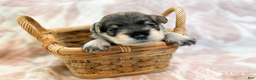 Miniature Schnauzer dogs for sale: ELMER - Ad 4